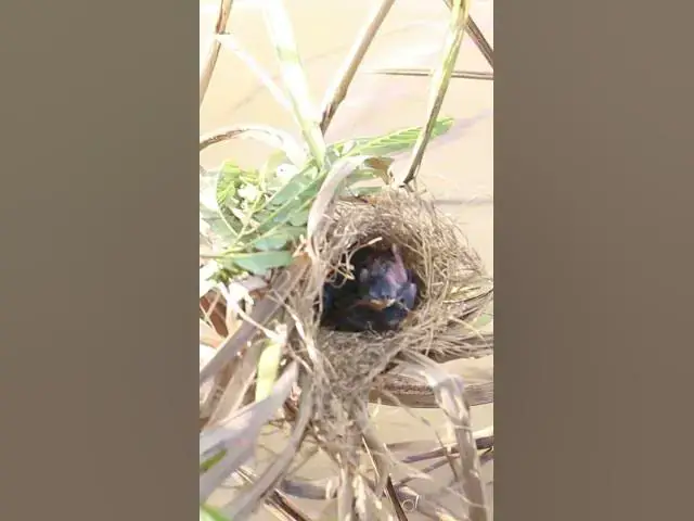 Video thumbnail for Babies Bird Cries feed  #birds #birdslover #bird #nest #nestbird #birdcries #feedshorts #feedbird