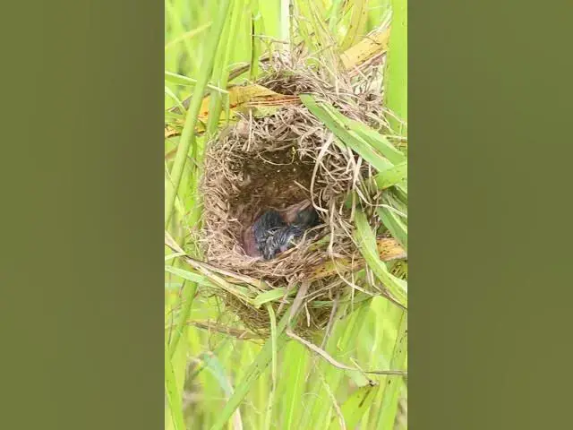 Video thumbnail for Babies Bird Sleep on Nest  #birdwatching #birdspotting #nature #birdslover #birds #birdkids #bird