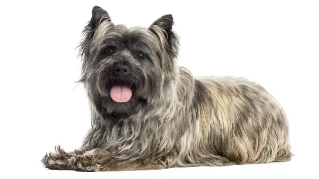 Video thumbnail for Cairn Terrier Pros and Cons