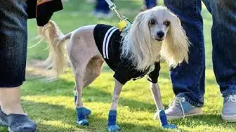 Video thumbnail for Chinese Crested Dog: Pros & Cons