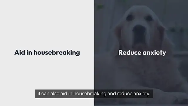 Video thumbnail for Crate Training Guide