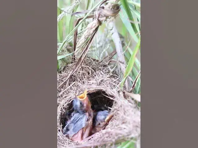 Video thumbnail for feed Baby cuckoo bird  #birds #shortsviral
