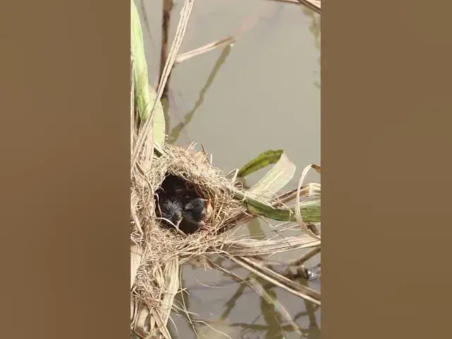 Video thumbnail for Top Mother Bird With Babies AP#003  #Nesting #BirdBehavior #BirdWatching #NatureLovers #Wildlife #Bi