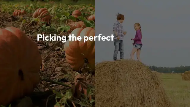 Video thumbnail for Pumpkin Patch: A Fall Journey into Autumn’s Heart