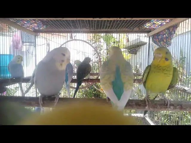 'Video thumbnail for 🕊 45 Minutos de Liberdade e Paz com Periquitos Tropicais 🌳'