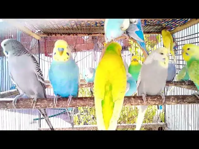 'Video thumbnail for 🕊️ Periquitos e Natureza – Relaxamento em Apenas 2 Minutos'
