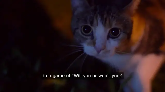 Video thumbnail for Cat Belly Dilemma