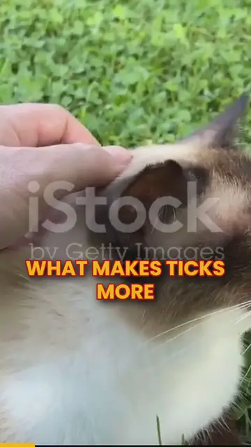 'Video thumbnail for Are ticks a threat to your pet'