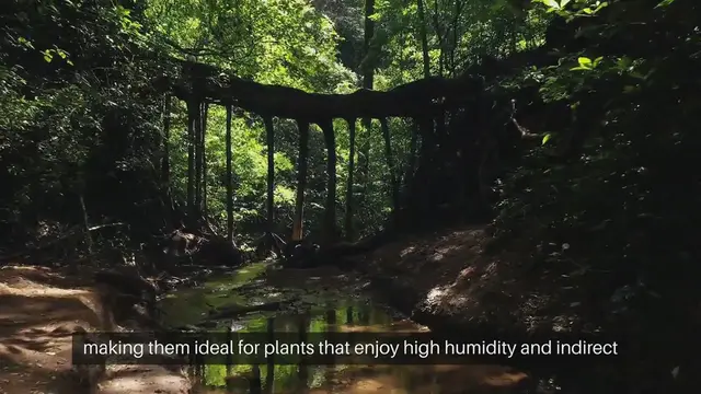 Video thumbnail for Best Plants for Terrariums