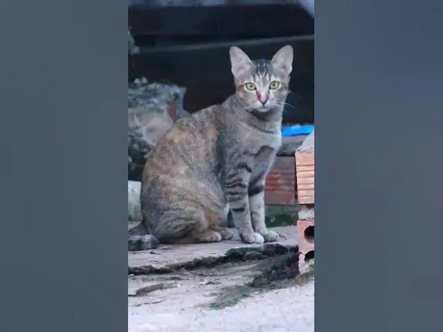 Video thumbnail for Top Cray Cat 1 #animals#Cat #shortcat #cats #allcat #allbabiescat #viralcat