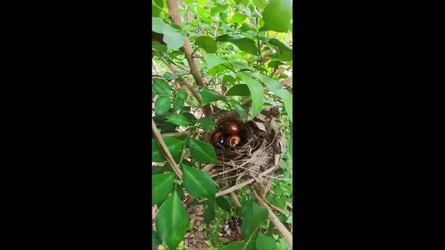 Video thumbnail for Gain Egg Bird #babybird #dove #dovebird #nestbird #shortbird #nestdove #birdeat #birdfeed