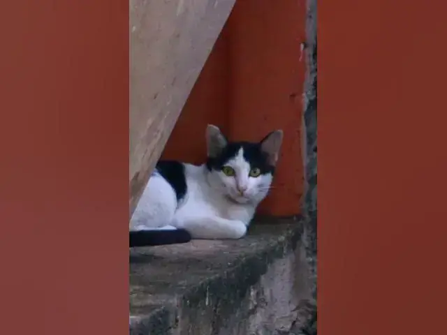 Video thumbnail for Cute of babies cat 31 #animals#Cat #shortcat #cats #allcat #allbabiescat #viralcat