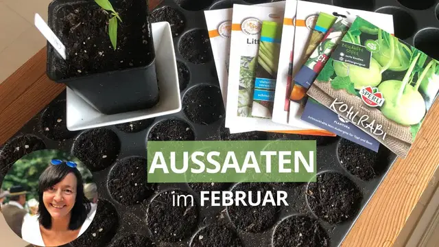 'Video thumbnail for Aussaaten im Februar - diese Kulturen ziehe ich im Februar im Haus vor + Tipps für die Aussaat'