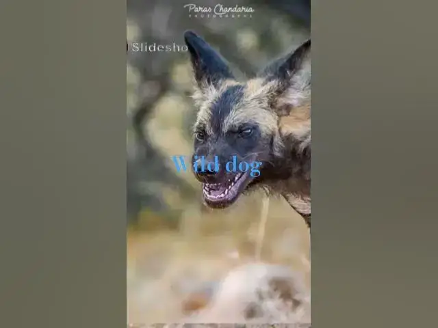 Video thumbnail for #wildlife #wilddogs #hunting