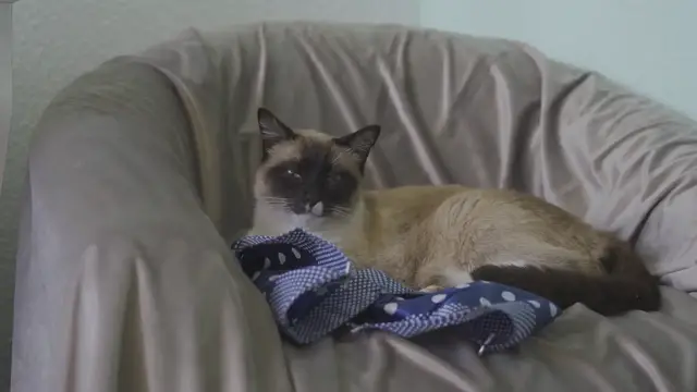 Video thumbnail for Jarmila Siamese Cat: A Perfect Blend of Elegance and Playfulness