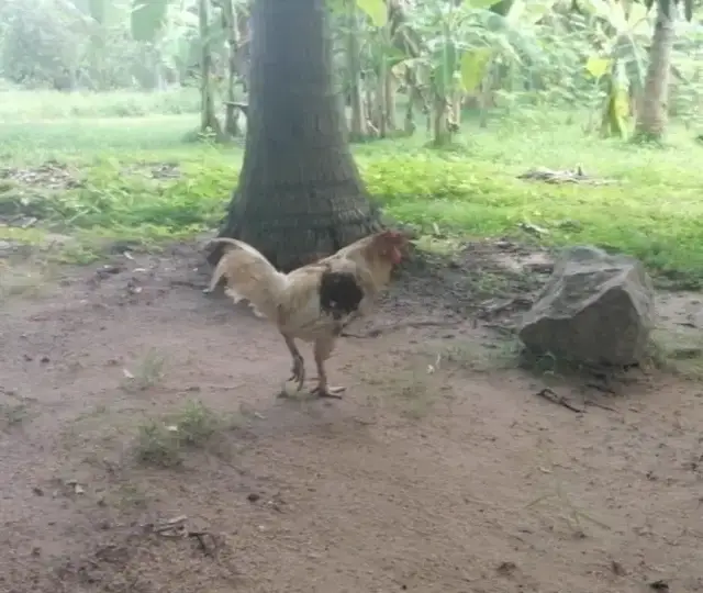 'Video thumbnail for Look at a chicken.'