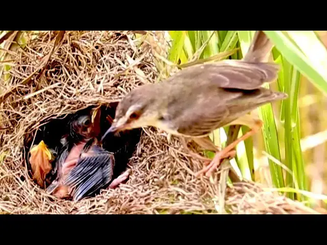 Video thumbnail for Small Nest of Bird & Caring Mama Bird Feeds Crying Nestlings