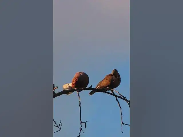 Video thumbnail for Dove Bird wild bird ep.054 #birds #nature #nest #birdnest #birdslover #birdeggs #birdsounds