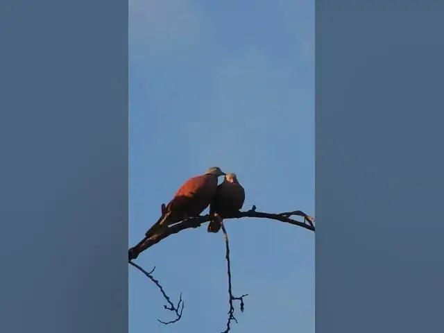 Video thumbnail for Dove Bird wild bird ep.055 #birds #nature #nest #birdnest #birdslover #birdeggs #birdsounds