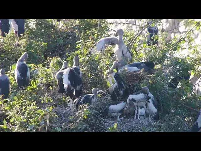 Video thumbnail for AMAZING IN LAKE SOIL LAND FOR BIRDS LIVE HERE ALOT  Hours #100023