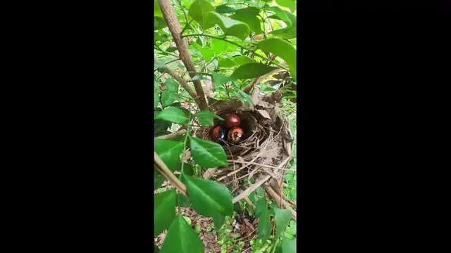 Video thumbnail for Top Egg Bird  #babybird #dove #dovebird #nestbird #shortbird #nestdove #birdeat #birdfeed