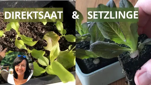 'Video thumbnail for Salat richtig aussäen und pflanzen - die wichtigsten Tipps'