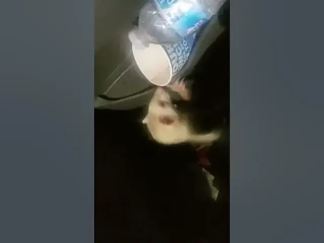 Video thumbnail for Skippy the ferret part 2