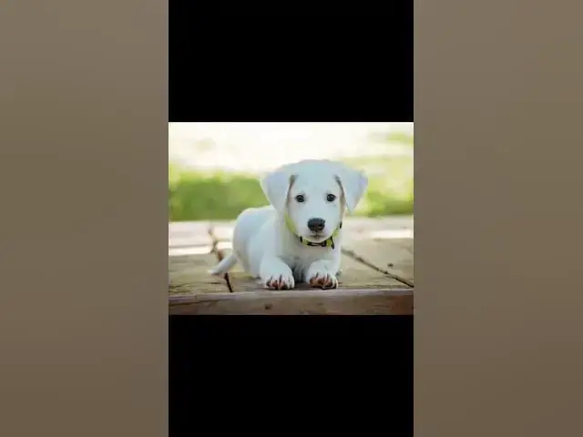 Video thumbnail for Cute white Puppy
