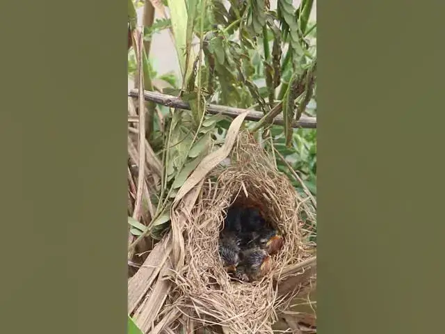 Video thumbnail for Wild Mother Feeding  #birdwatching #birdslover #birdparenting #birdspotting #nature #birdkids