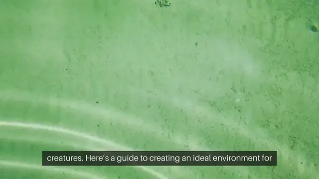 Video thumbnail for Hermit Crab Tank Setup