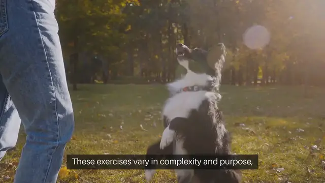 Video thumbnail for Dog Training Exercises