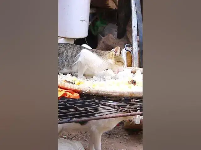 Video thumbnail for Cute of cat eating 7  #cat #shortcat #catchcatch #bitcat  #animals #cute #catlover  #cutecat