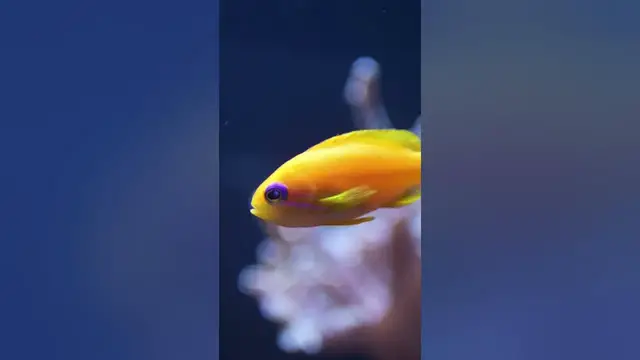 Video thumbnail for What are the golden fish? #shorts