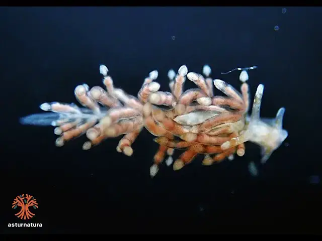 Video thumbnail for Eubranchus pallidus