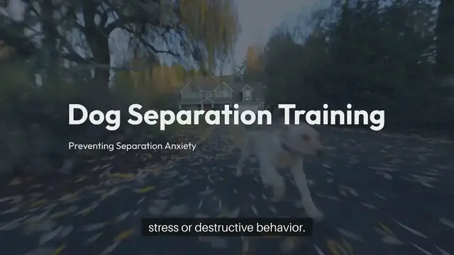 Video thumbnail for Dog Separation Training