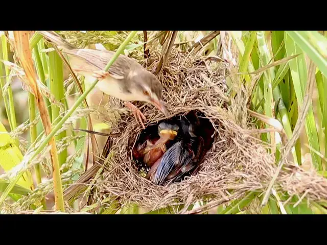 Video thumbnail for When Mom's Away: Baby Birds Learn to Feed Themselves