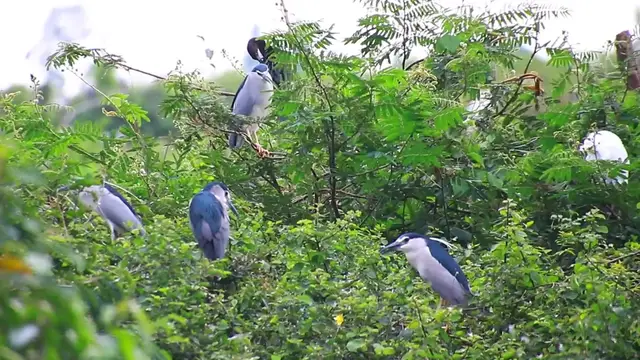 Video thumbnail for Wild bird a lot a lot nest stay Area forest