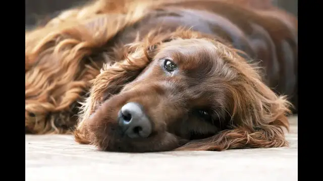 Video thumbnail for 11 Pros and Cons of Owning an Irish Setter