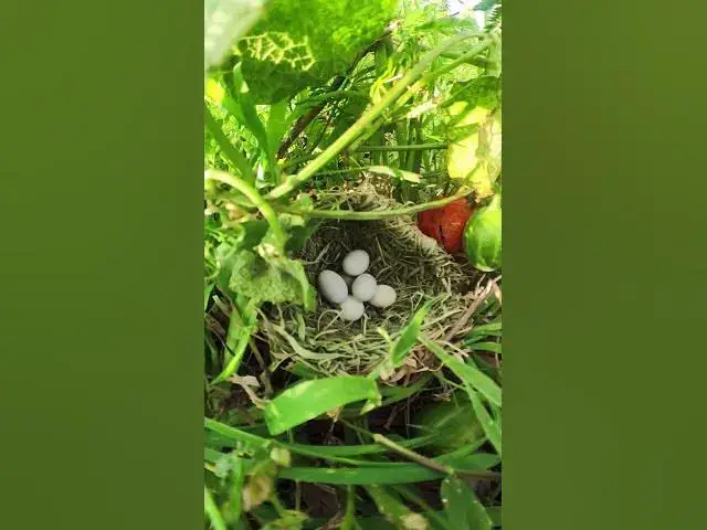 Video thumbnail for Sudan Golden Egg Sparrow #Wild #Birds #Nest #Nature #Newborn #Feathered #Hatching