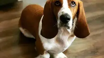 Video thumbnail for Basset Hound FAQs