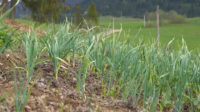 Video thumbnail for Raw Garlic: A Powerful Superfood with Surprising Benefits