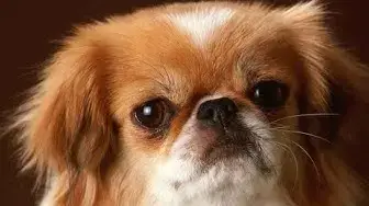 Video thumbnail for 28 Pros and Cons of Owning a Pekingese