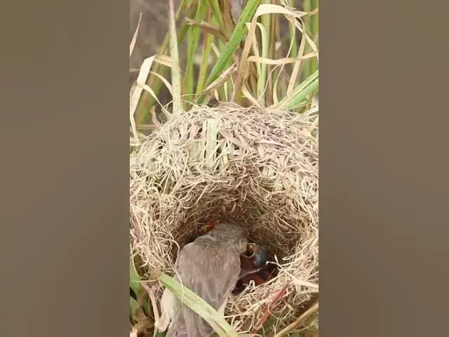 Video thumbnail for Mother Feeding Bird babby Mother Feeding Bird babby #birdspotting #birdslover #birdwatch #wildlife #