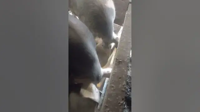 Video thumbnail for It's time for lunch.😘🥰😍#shorts