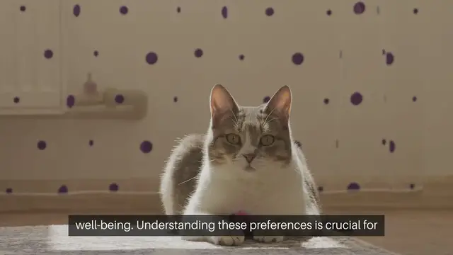 Video thumbnail for Cat Temperature Preferences