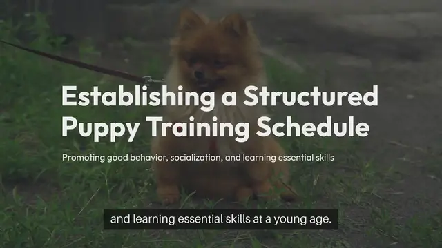 Video thumbnail for Puppy Training Schedules