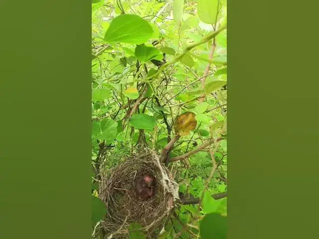 Video thumbnail for Peacock Bird Babies in Nesr AP#022 #Feedigbirds #nature #shortvideo #viralvideo #birds #farming