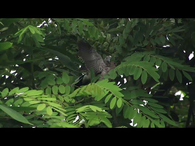 Video thumbnail for Wild dove bird alot here