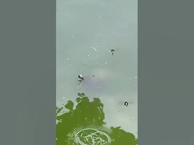 Video thumbnail for Hanoi's lake is full of turtles 🐢