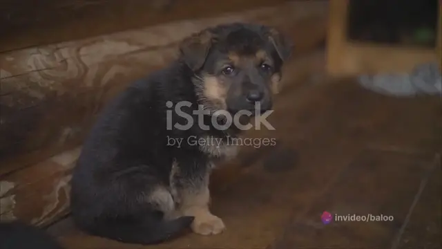 Video thumbnail for  The Adorable Journey of German Shepherd